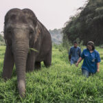 Head Elephant Veterinarian – Dr Nissa Mututanont (right)