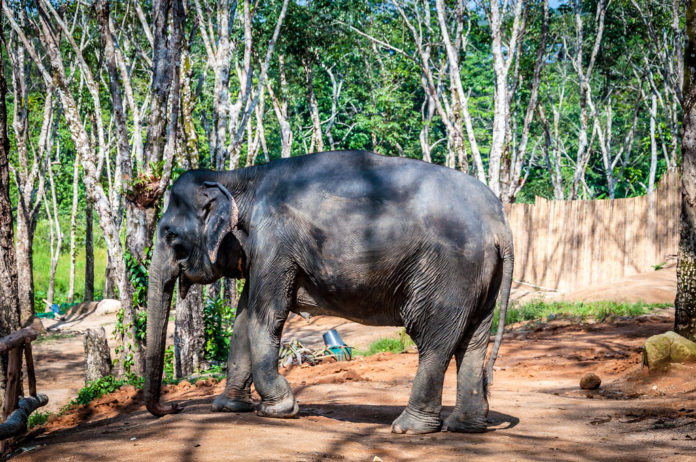 The Phuket Elephant Sanctuary