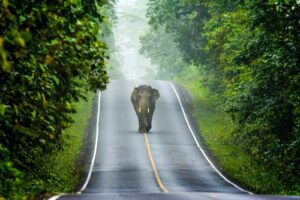 Elephant,On,The,Road,In,Khao,Yai,National,Park,thailand