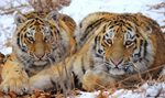 Amur tigers Russia. Credit Dale Miquelle ©WCS